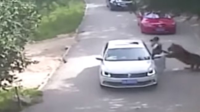 Mujer murió en medio de un ataque de tigres en un safari