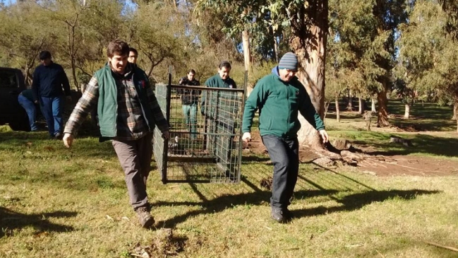 SAG realiza operativo tras avistamiento de puma cerca de zona poblada en Machalí