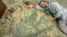 Encuentran huella de dinosaurio carnívoro en el sur de Bolivia