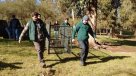 SAG realiza operativo tras avistamiento de puma cerca de zona poblada en Machalí