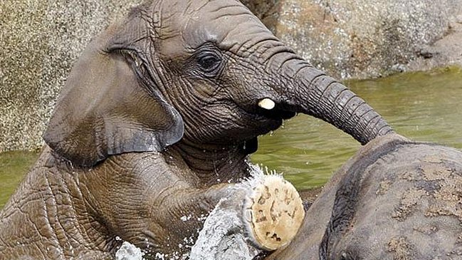 Elefante mató por accidente a una niña de siete años en un zoológico marroquí