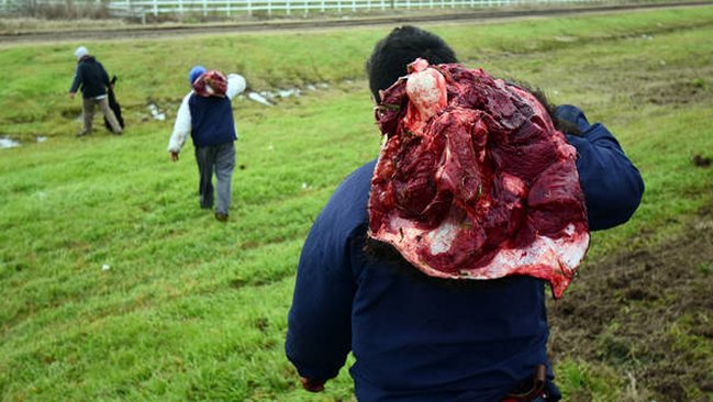 Volcó camión con vacas en Argentina y vecinos faenaron a los animales