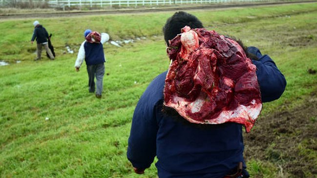 Volcó camión con vacas en Argentina y vecinos faenaron a los animales