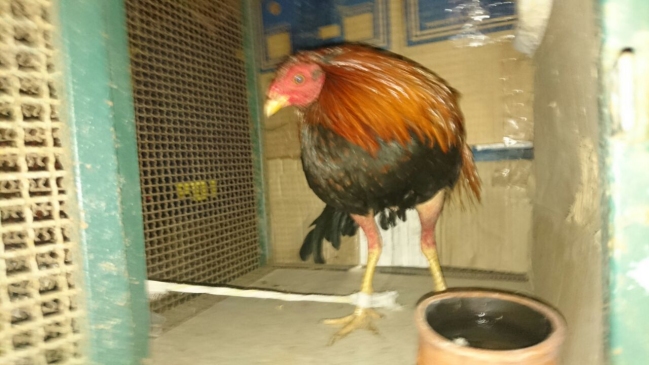 Taxista fue detenido por cruzar la frontera con gallos de pelea en el portamaletas