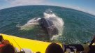 Esta ballena sorprendió a un grupo de turistas