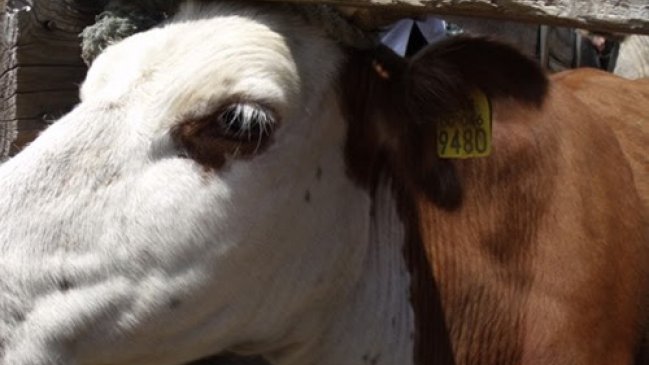 Universidad chilena creó primera vacuna contra la mastitis bovina