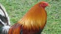 Lo Peor de lo Nuestro: Cuando un gallito visita los estudios de Al Aire Libre