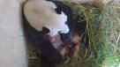 Nace en Viena un oso panda gigante tras inseminación natural
