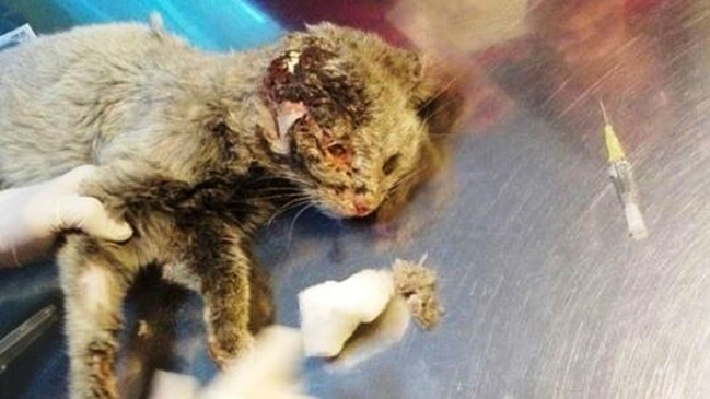 Indignación por hallazgo de gato sin orejas y sin un ojo en Calama