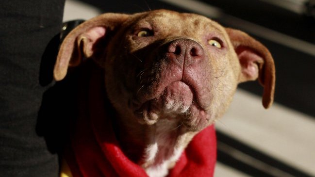 Perro enfurecido atacó a 23 personas y causó el pánico en China