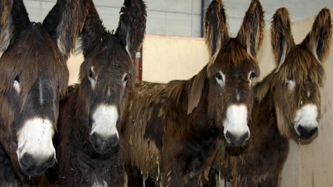 Burkina Faso prohíbe exportar burros ante su creciente comercio hacia China