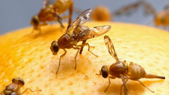 SAG indemnizará a mujer golpeada por saco de moscas lanzado desde un avión