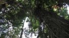 Concurso busca los árboles más grandes en Paraguay