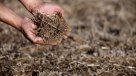 Académicos maulinos estudian cómo resguardar la agricultura ante el cambio climático