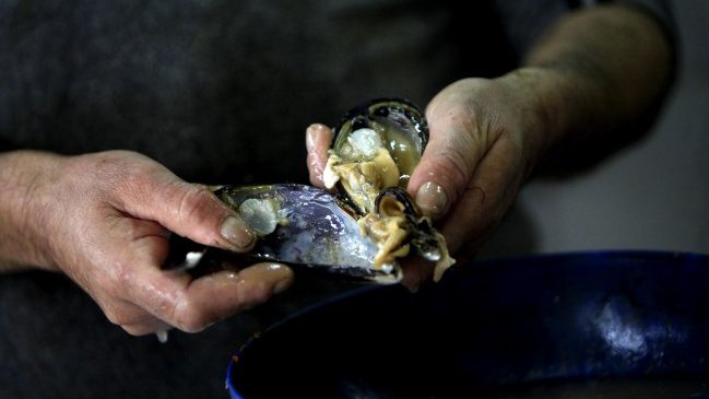 Economía de Chiloé comienza proceso de reactivación tras crisis por marea roja