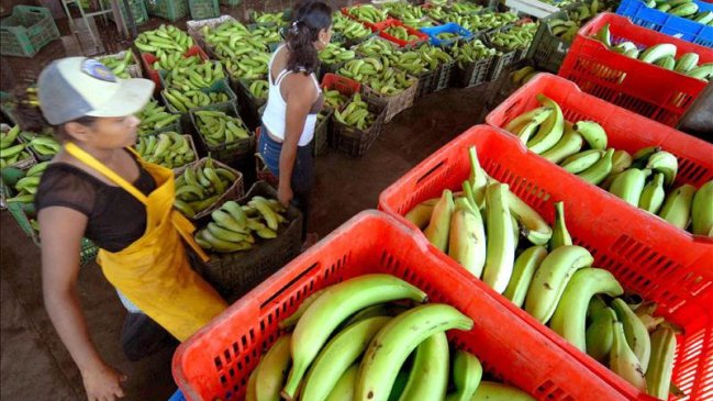 Producción de plátanos se puede acabar en los próximos cinco o 10 años