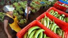 Producción de plátanos se puede acabar en los próximos cinco o 10 años