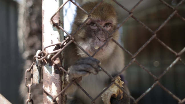 El rescate de los animales que quedaban en 