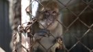 El rescate de los animales que quedaban en \