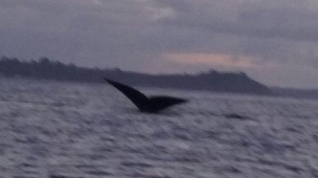 Ballenas en riesgo de extinción sorprendieron en la costanera de Puerto Montt
