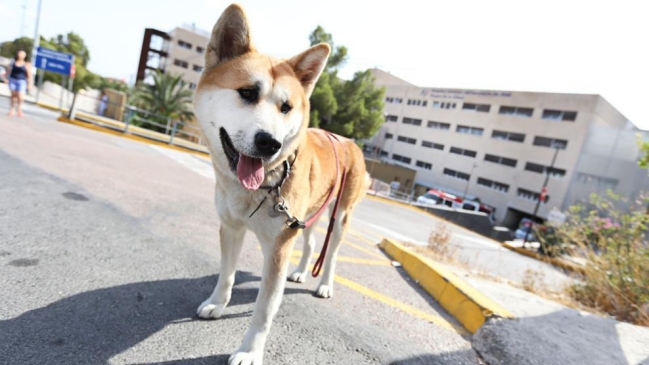Maya, la perra que espera a su dueña en las puertas de un hospital