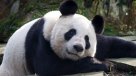 Los osos pandas ya no están en peligro de extinción