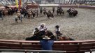 Rodeo: ¿Deporte o maltrato animal?
