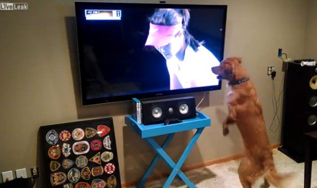 Científicos descubren las preferencias de los perros frente al televisor