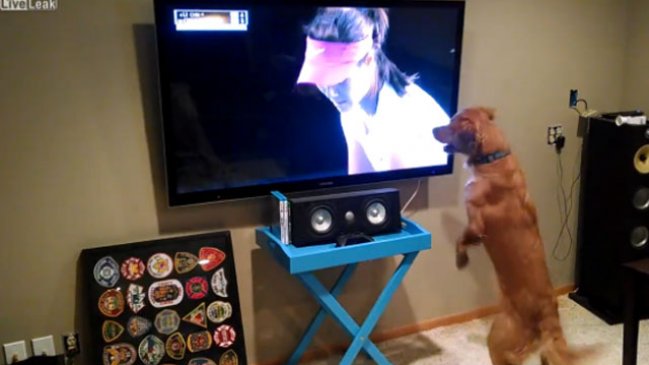 Científicos descubren las preferencias de los perros frente al televisor