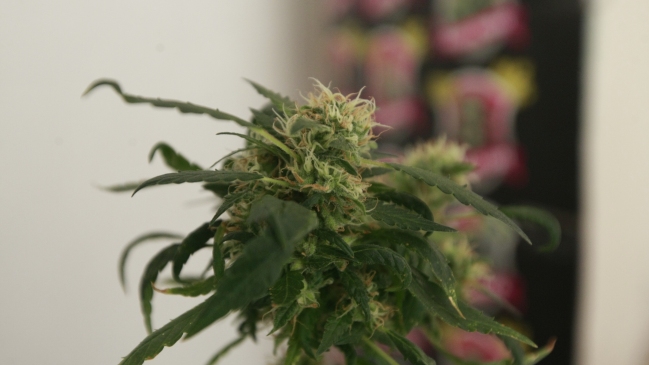 Marihuana y microondas: La particular situación que se vivió en la U. de Talca