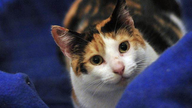 Hombre que comía gatos callejeros será procesado por maltrato animal