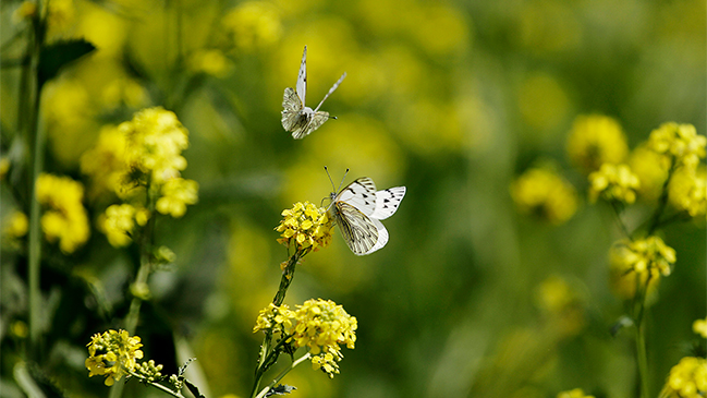 Comenzó oficialmente la primavera