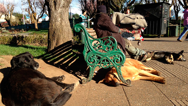 Corte ordenó a Coyhaique retirar todos los perros callejeros