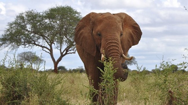 El elefante africano sufre la mayor caída de población en 25 años