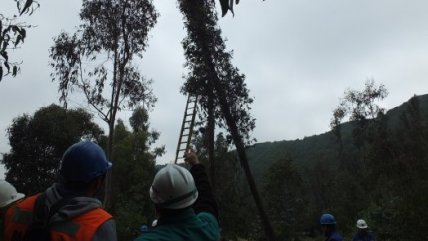   La falla en el Merval fue provocada por la tala ilegal de árboles 