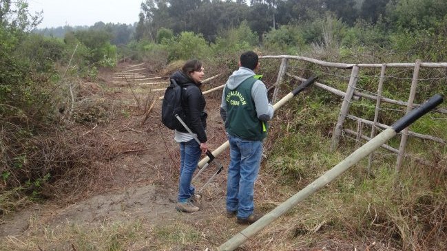 Conaf detectó tala ilegal de 129 árboles nativos en humedal de Mantagua