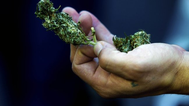 Este martes se votará despenalización de autocultivo y uso medicinal de la marihuana