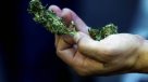 Este martes se votará despenalización de autocultivo y uso medicinal de la marihuana