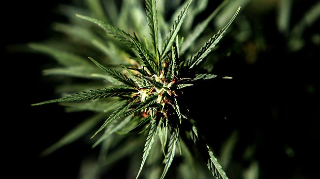 Fundación Daya acusa 