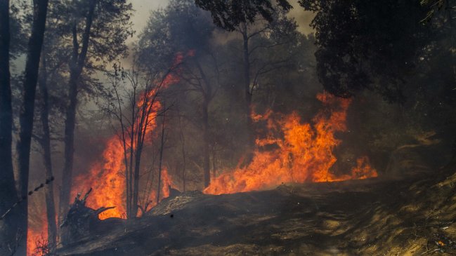 Ejército y la Armada se suman a labores de combate de incendio forestal en Valparaíso