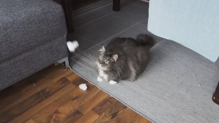   Un gato y su particular obsesión de jugar con la nieve 