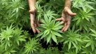 Hallan plantas de cannabis bien conservadas en tumba china de hace 2.000 años