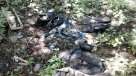 Encuentran más de 600 restos humanos en el estado mexicano de Coahuila