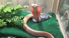 Fuga de cincuenta crías de cobra atemoriza a ciudad china