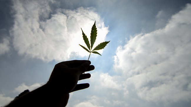 Minsal autorizó por primera vez la venta de un medicamento a base de marihuana