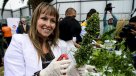 Fundación Daya celebró autorización para venta de medicamento a base de marihuana