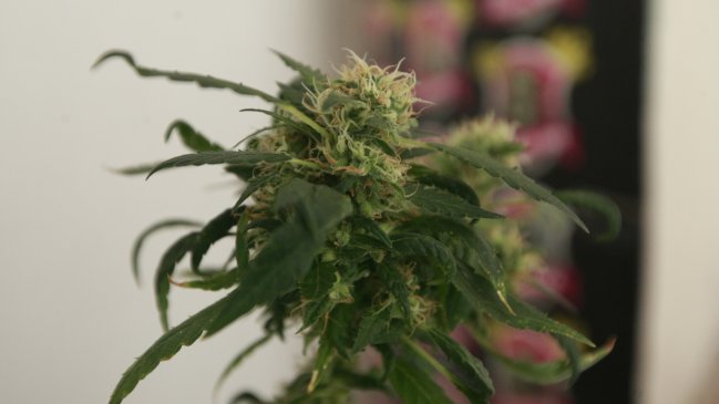 Colegio Médico descartó que fármaco a base de marihuana se distribuya en el sistema público