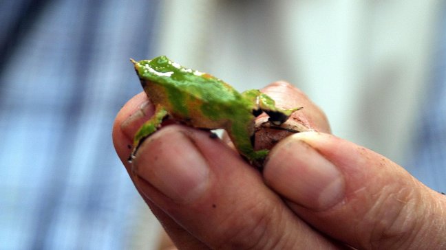 Investigadores buscan reproducir en el sur de Chile rana en peligro de extinción