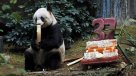 Murió la osa panda más longeva del mundo