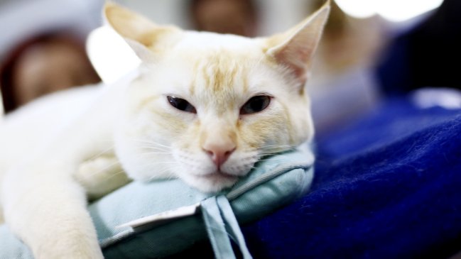 Gato dejó sin energía eléctrica a ocho municipios de Colombia